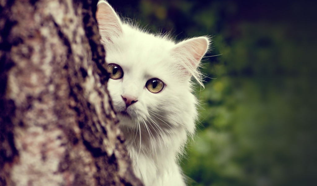 Белый кот спрятался за деревом