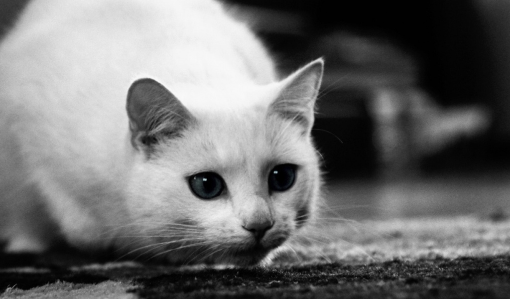 Белый кот охотится