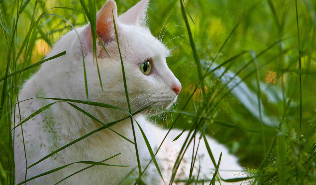 Белый кот в траве