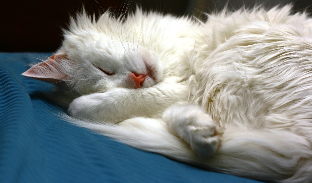 Белый кот сладко спит