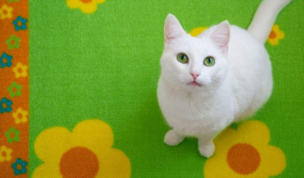 Белый кот на зелёном ковре