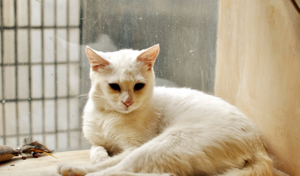 Белый кот грустит в дождливую погоду
