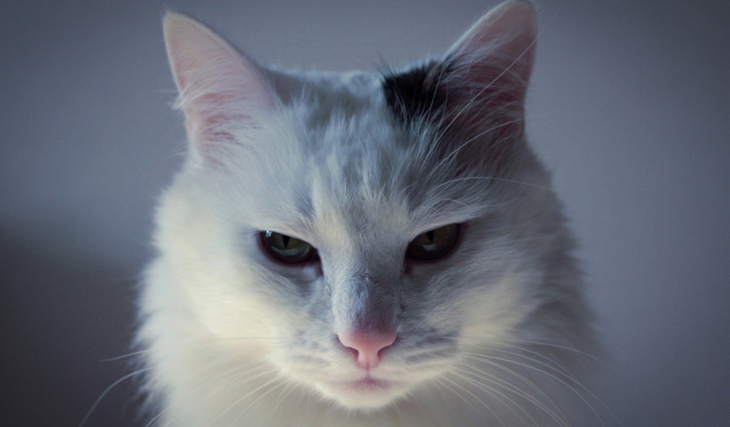 Белый кот с чёрным пятном