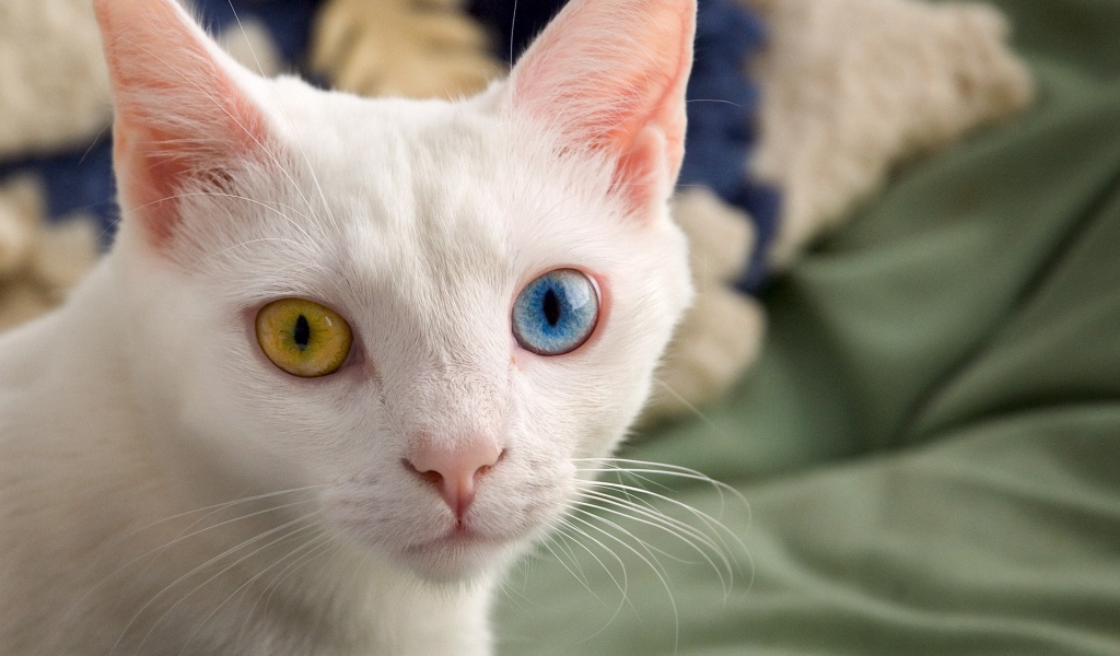 Белый кот с красивыми глазами