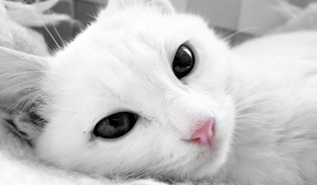 Белый кот с тёмными глазами крупным планом