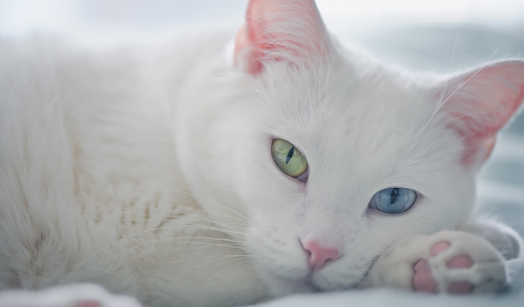 Белый кот с разными глазами отдыхает