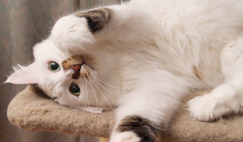 Белый пушистый кот развалился