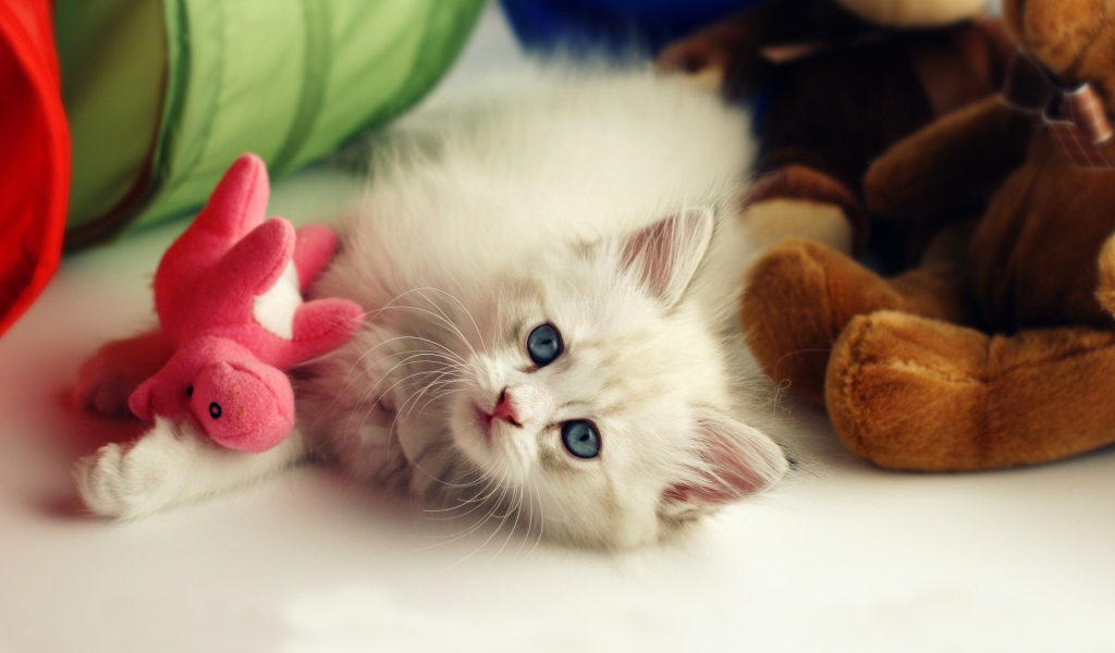 Белый пушистый котенок