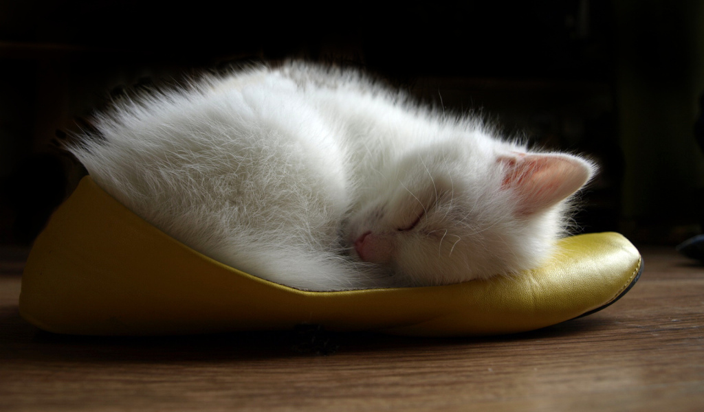 Белый котенок спит в туфле