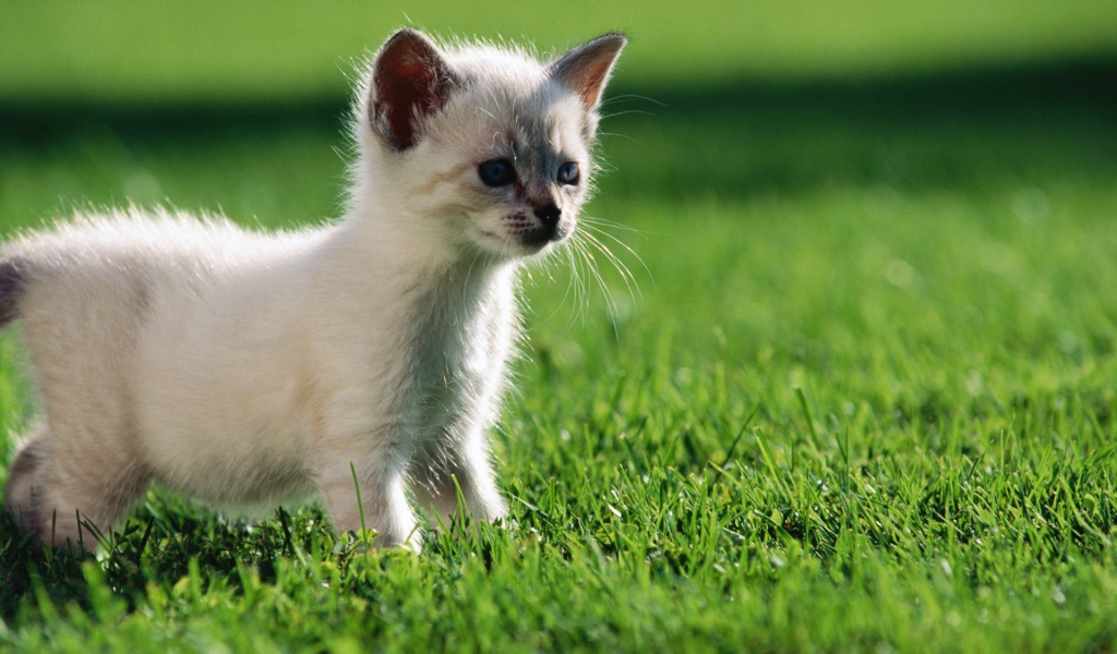 Белый котенок гуляет по газону