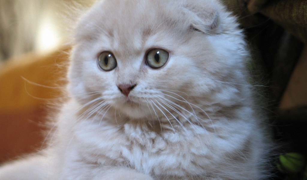 Белый маленький шотландский вислоухий кот