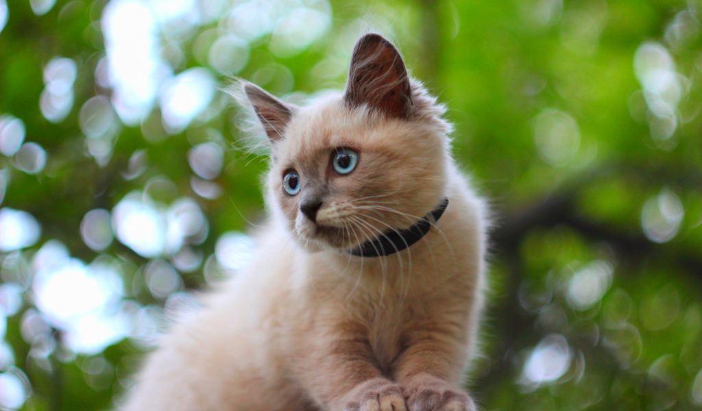 Белый маленький кот с ошейником