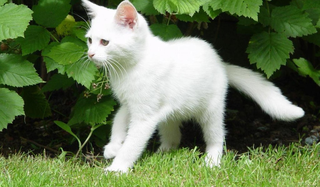 Белый молодой кот в кустах