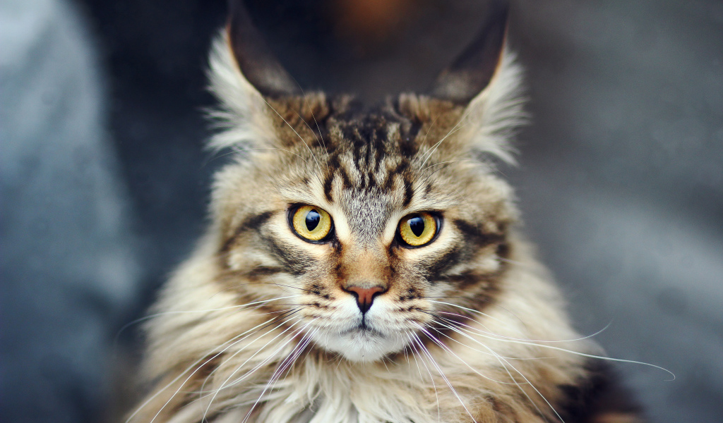 Дикий красивый кот мейн-кун