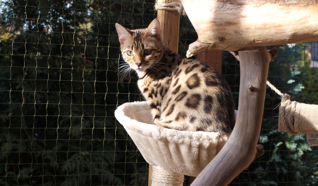 Молодой бенгальский кот