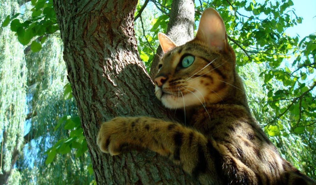 Молодой бенгальский кот на дереве