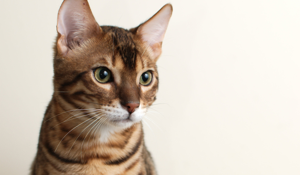 Молодой бенгальский кот на белом фоне