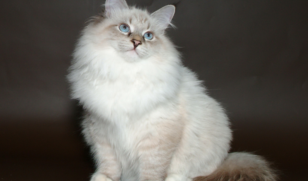 Молодой красивый сибирский кот позирует