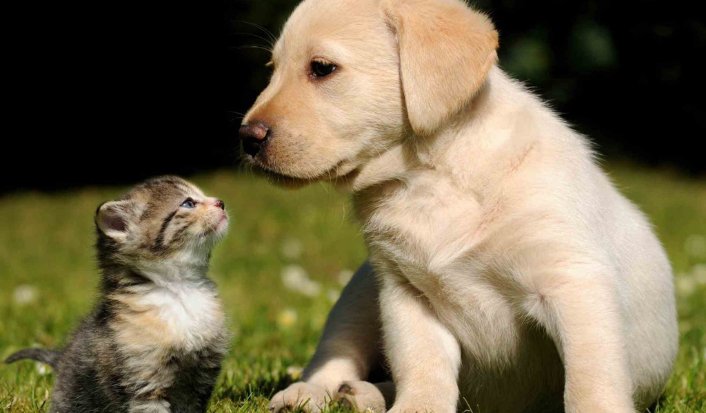 Маленькие красивые кот и пёс