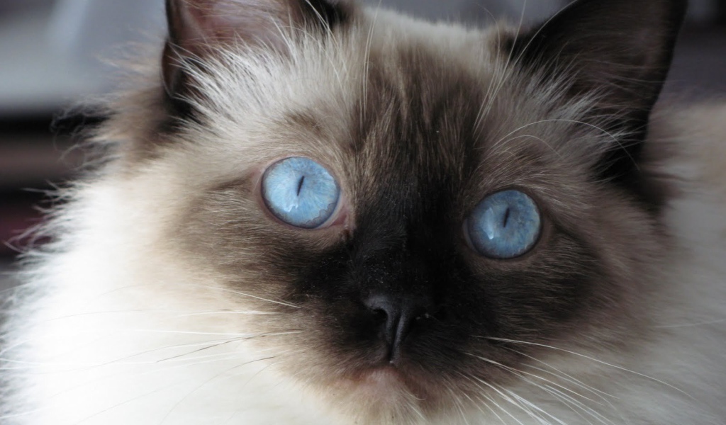 Молодой пушистый сиамский кот