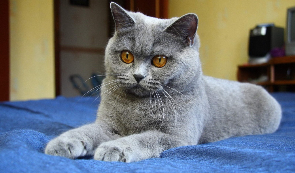 Молодой красивый британский короткошёрстный кот