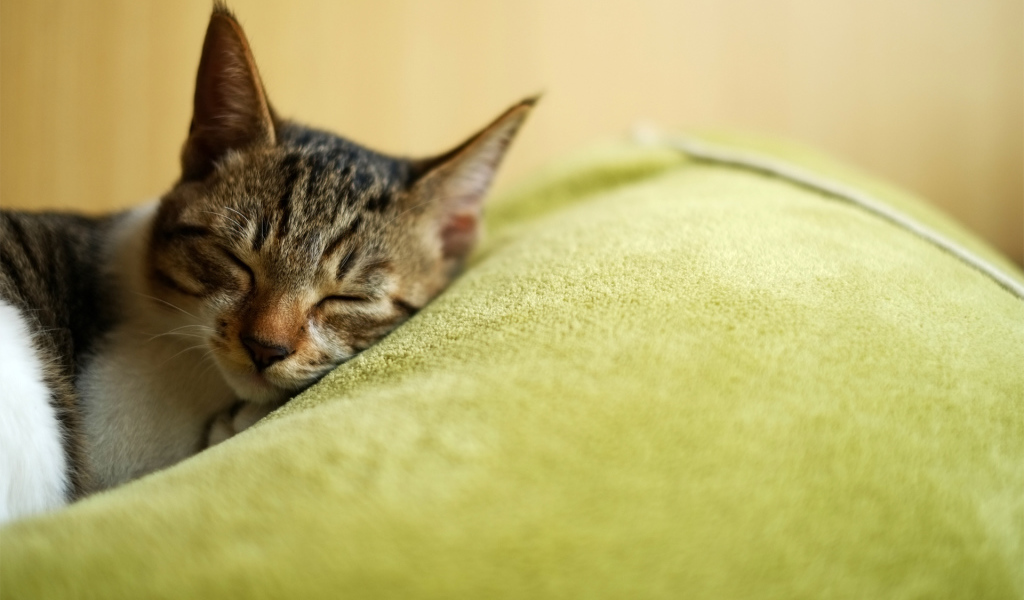 Красивый полосатый кот заснул