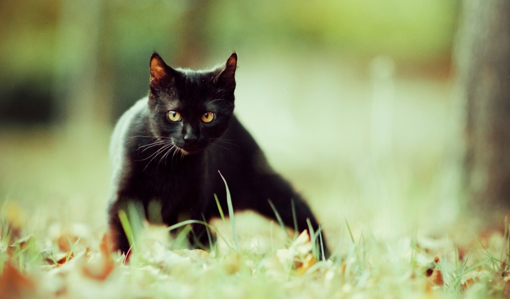  A small black cat slinks