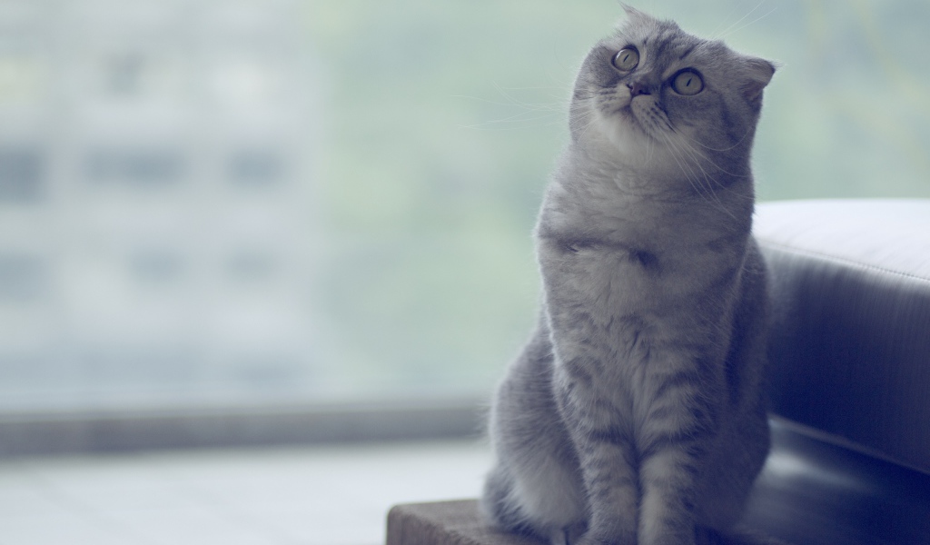 Красивый шотландский вислоухий кот что-то увидел