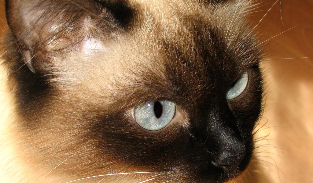 Красивый усатый сиамский кот 