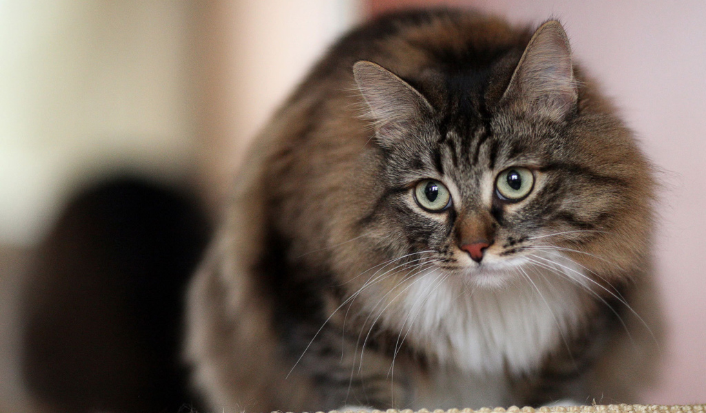 Красивый сибирский кот на кого-то смотрит