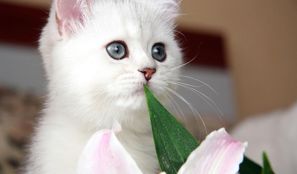 Красивый котёнок с серыми глазами и цветок