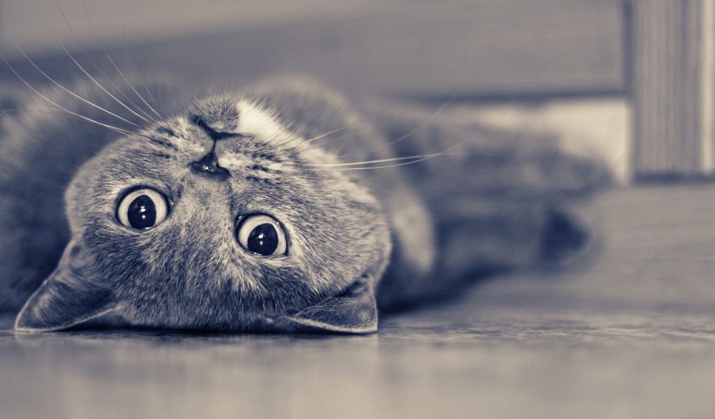 Красивый усатый кот развалился