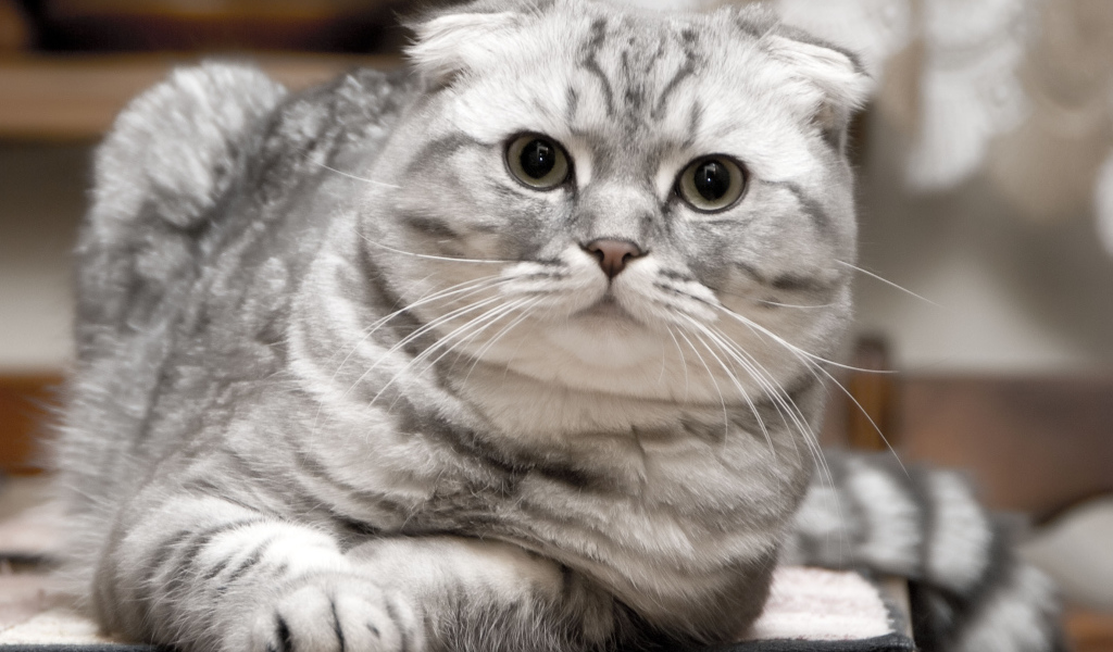 Красивый серебристый шотландский вислоухий кот
