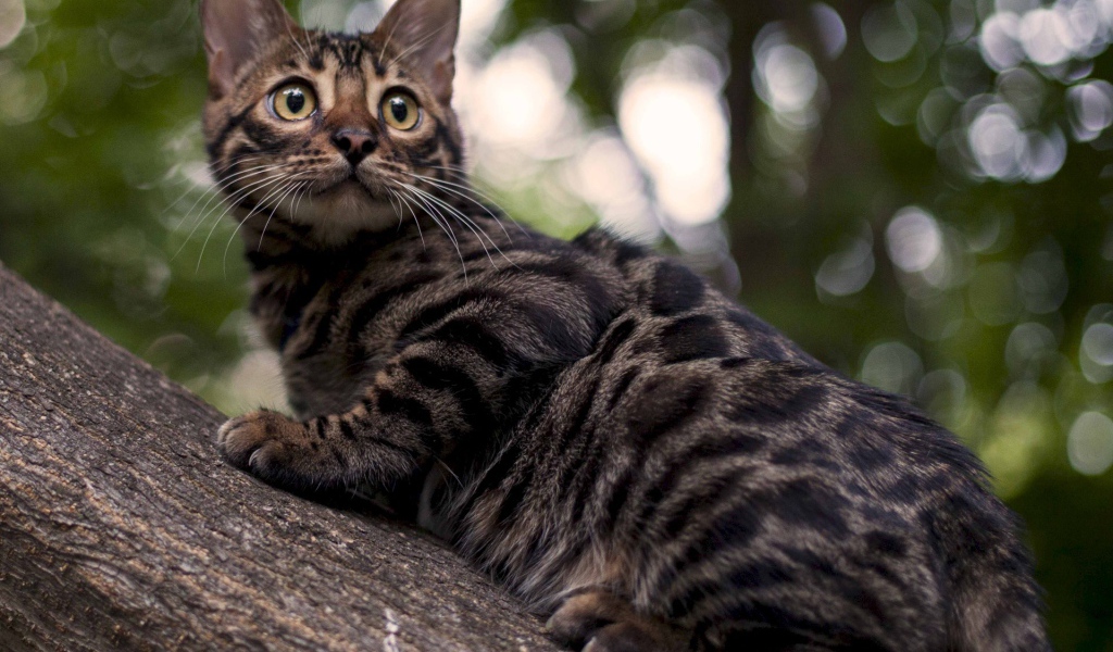 Бенгальский кот на дереве