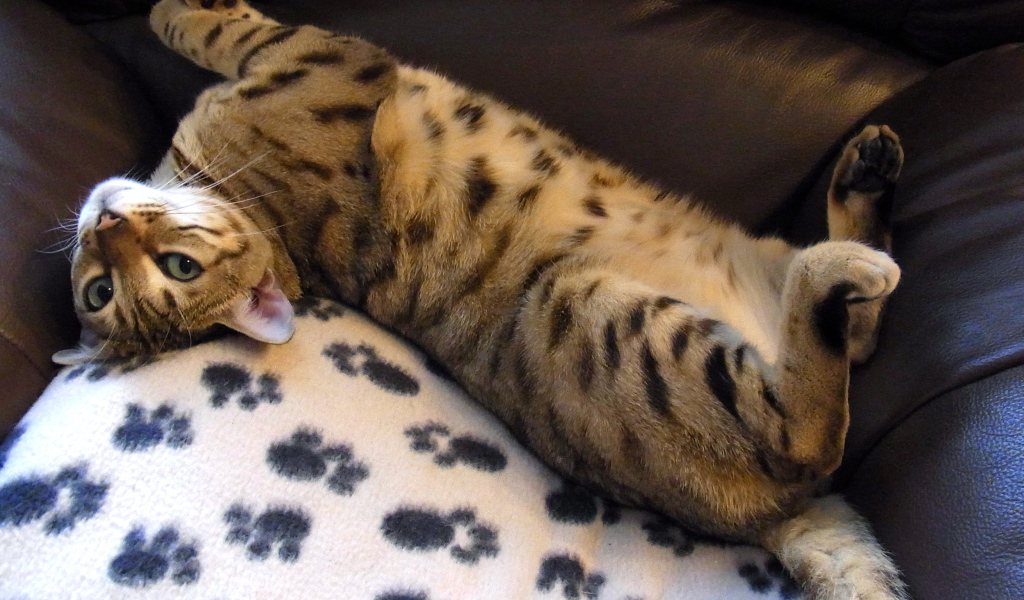 Бенальский кот расслабляется на кресле