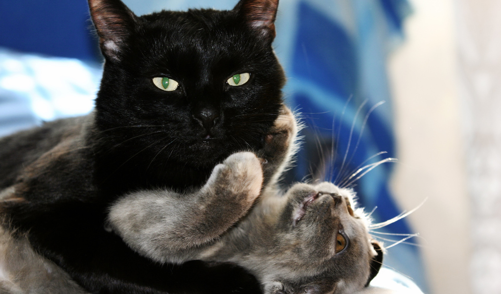 Чёрный и серый кот играют