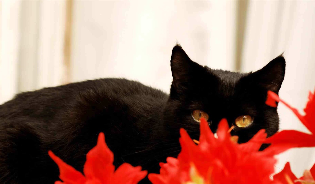 Чёрный кот спрятался за красным растением