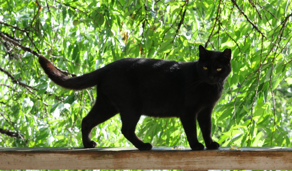 Чёрный кот на заборе под деревом