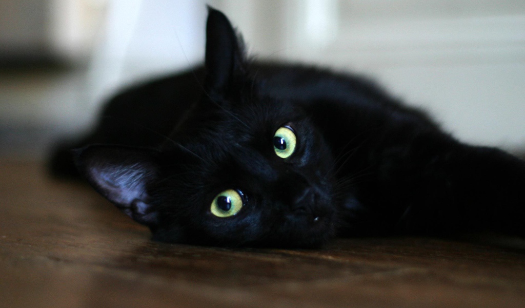 Чёрный кот отдыхает на полу