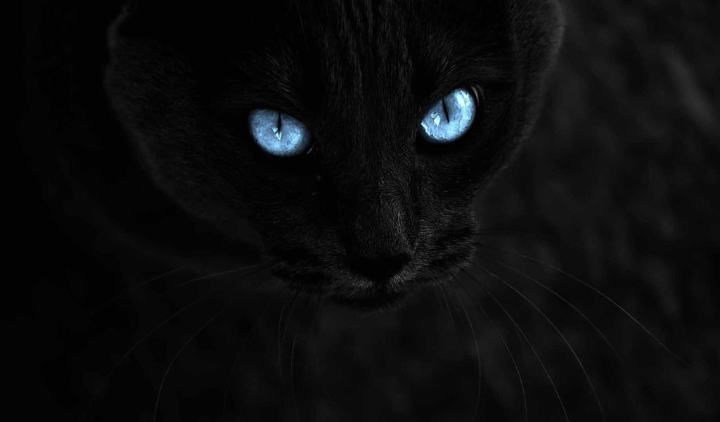 Чёрный кот с голубыми глазами на чёрном фоне