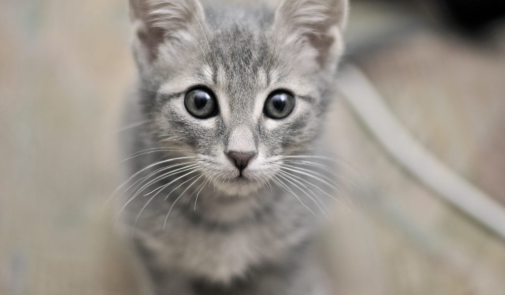 Серый милый кот с серыми глазами