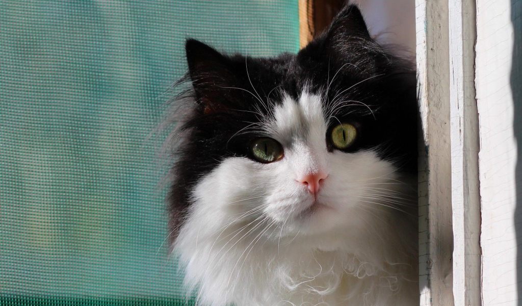 Маленький милый черно-белый кот