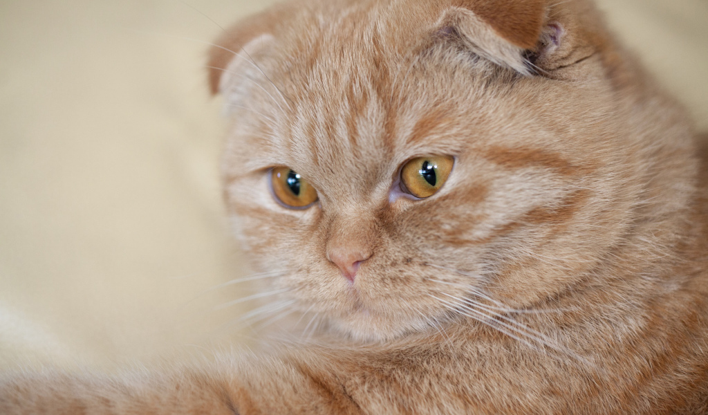 Симпатичный рыжий шотландский вислоухий кот