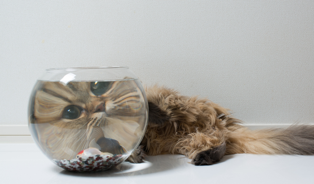 Пушистый кот и рыбка, знакомство