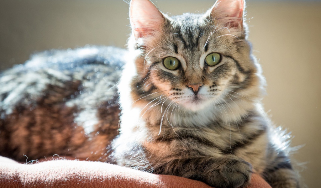 Пушистый зеленоглазый кот