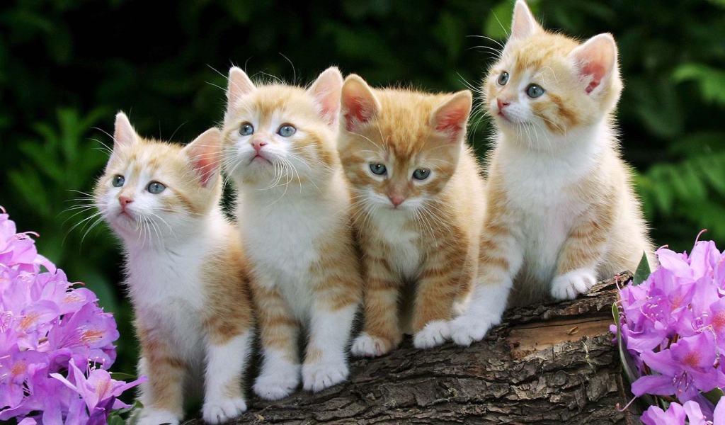 Четыре смешных котёнка