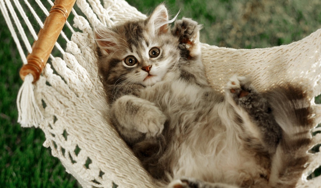 Смешной кот в гамаке