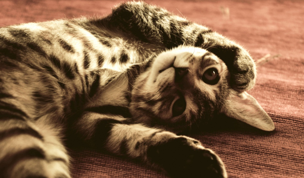 Полосатый смешной кот развалился