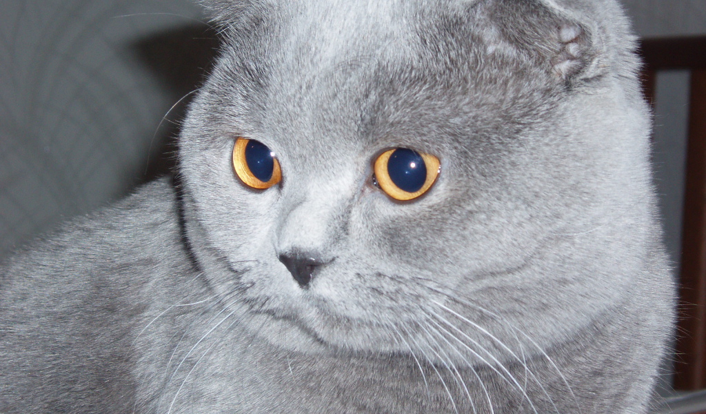 Серый шотландский вислоухий кот