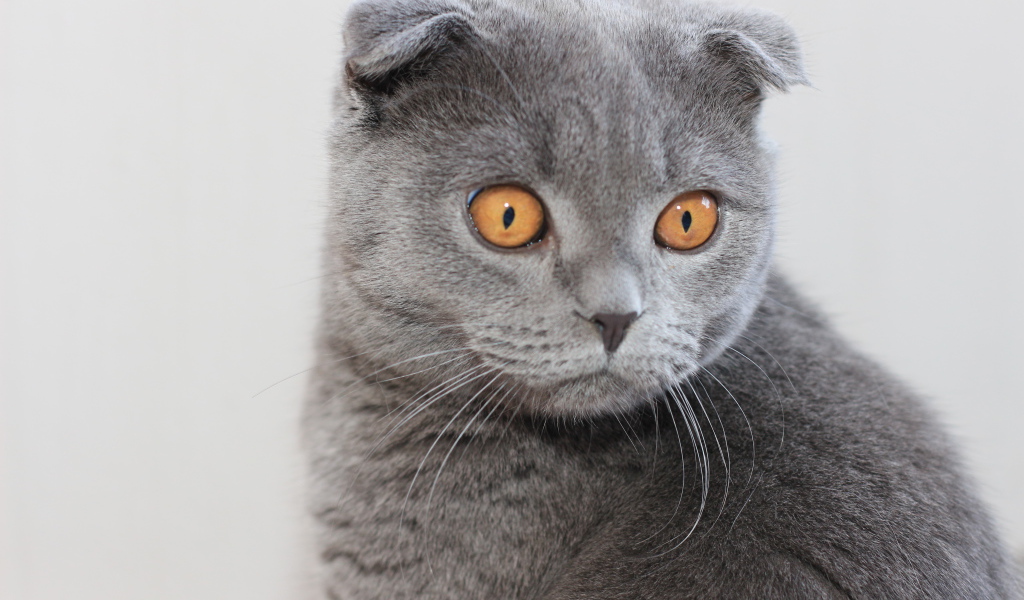 Серый шотландский вислоухий кот с большими карими глазами